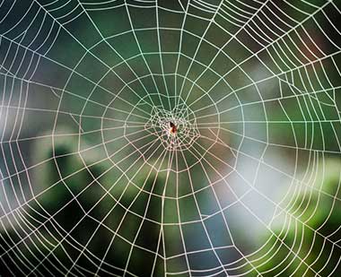 Spider Web